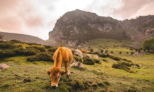 Regreso a la tierra de tus antepasados